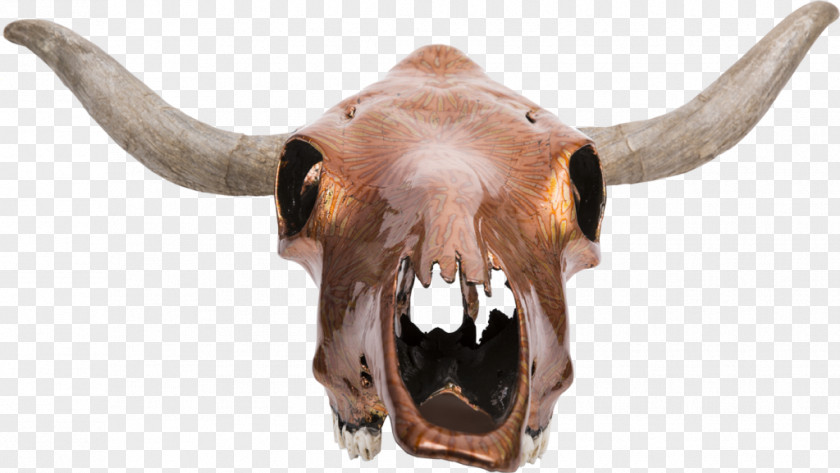 Exotic Texas Longhorn Skull Bone Ox PNG