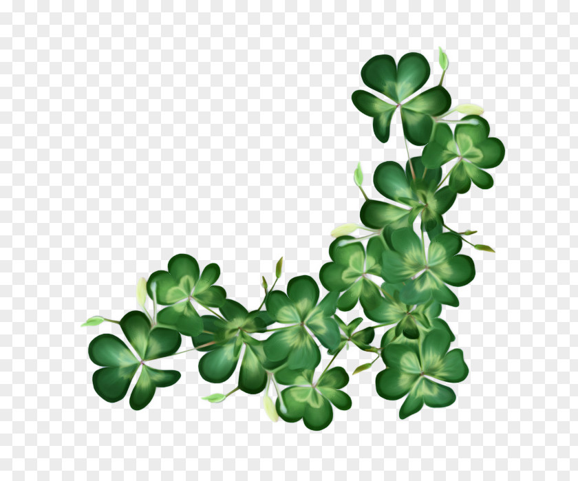 Flowering Plant Symbol Saint Patricks Day PNG