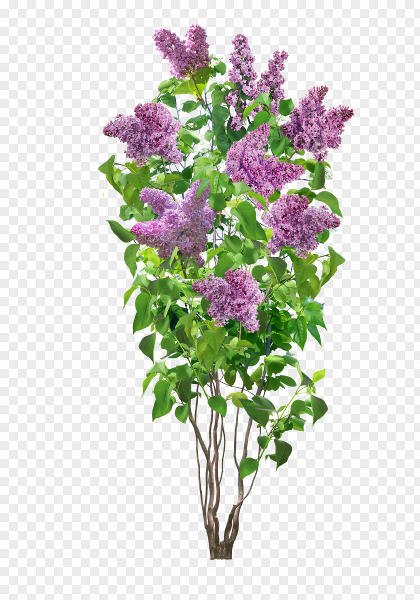 Hydrangea Common Lilac Flower Shrub Plant PNG