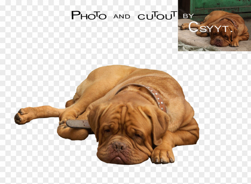 Puppy Dogue De Bordeaux Dog Breed Tosa Bullmastiff Great Dane PNG