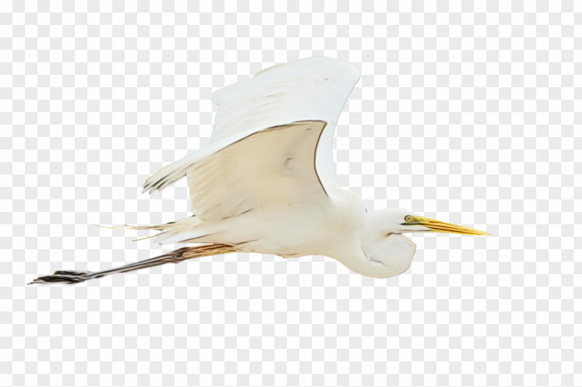 Seabird Beak Science Birds Biology PNG