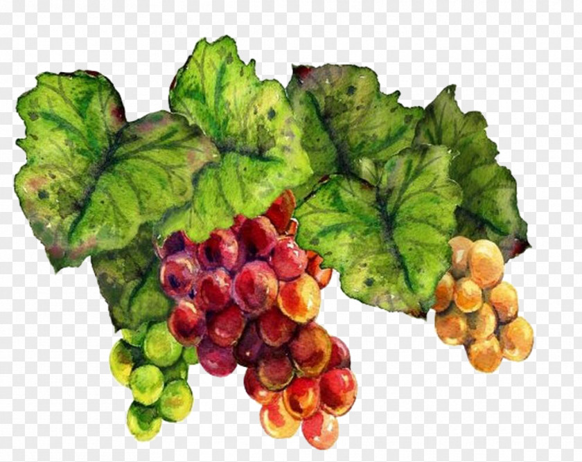 Hand-painted Grapes Grape Wine Drawing Raceme Art PNG
