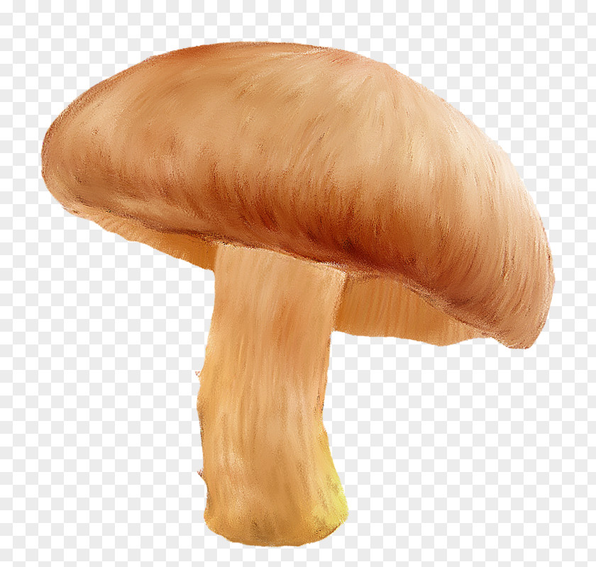 Mushroom Edible Agaricaceae Digital Image PNG