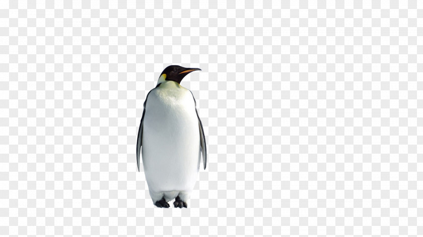 Penguin King P Is For Penguins Happy Flappy Feet: Childrens Books PNG