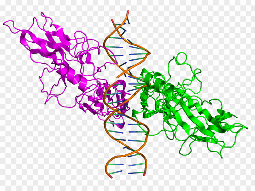 Picture Of Family Members NF-u03baB Structure Protein Cytokine Clip Art PNG