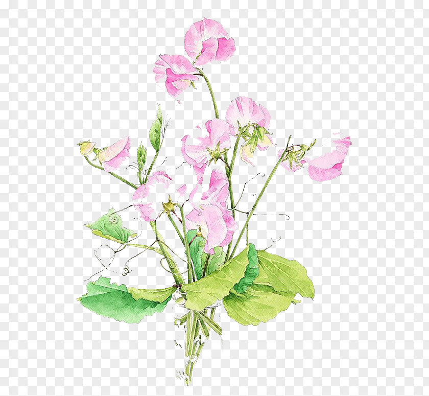 Watercolor Flowers Pea Watercolor: Painting Floral Design PNG