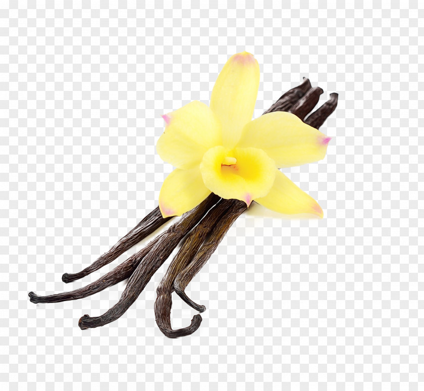 Cattleya Dendrobium Yellow Flower Vanilla Plant Petal PNG
