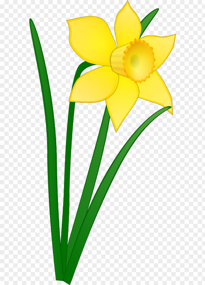 Daffodil Cartoon Free Content Drawing Clip Art PNG