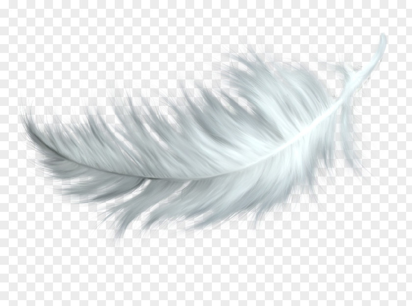 Feather Bird Clip Art PNG