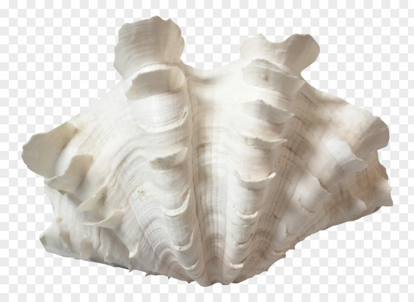 Giant Clam Seashell Hippopus Mollusc Shell PNG