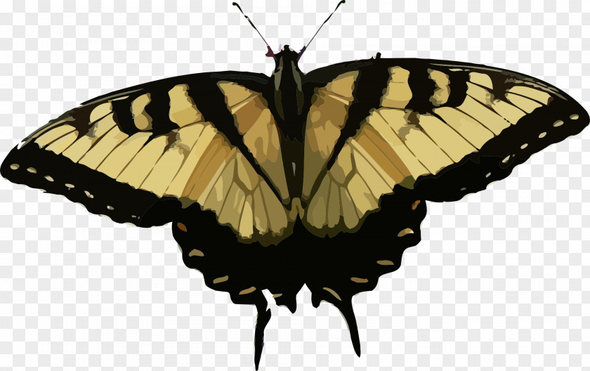 Insect Butterfly Eastern Tiger Swallowtail Clip Art PNG