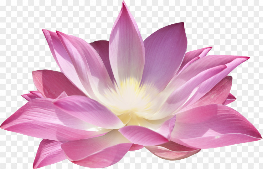 Lakshmi Nelumbo Nucifera Flower Parfumerie Clip Art PNG