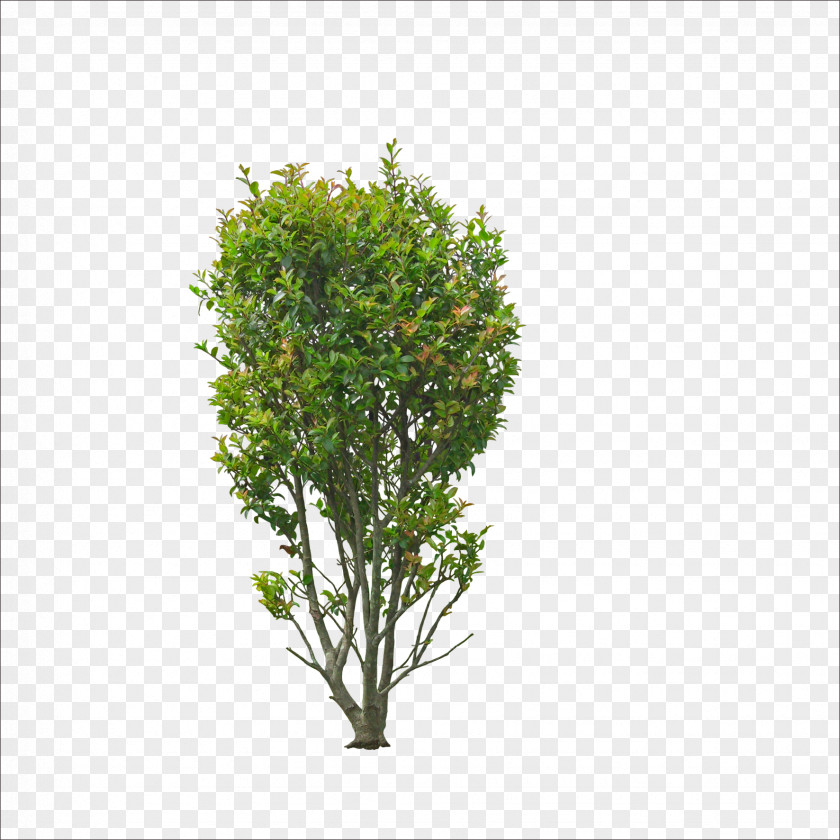 Osmanthus Tree Sweet Bonsai Shrub Garden PNG