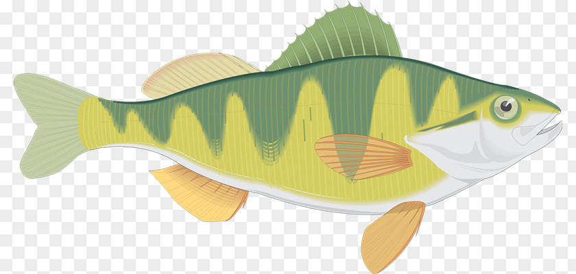 Peces Blog Fish Yellow Perch Animaatio PNG