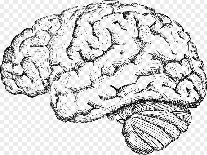 Sketch The Human Brain Drawing Cerebrum PNG