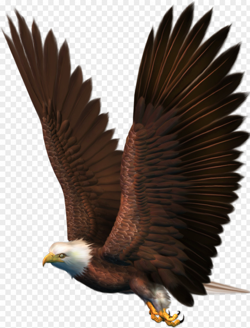 Vulture Bald Eagle Bird Clip Art PNG