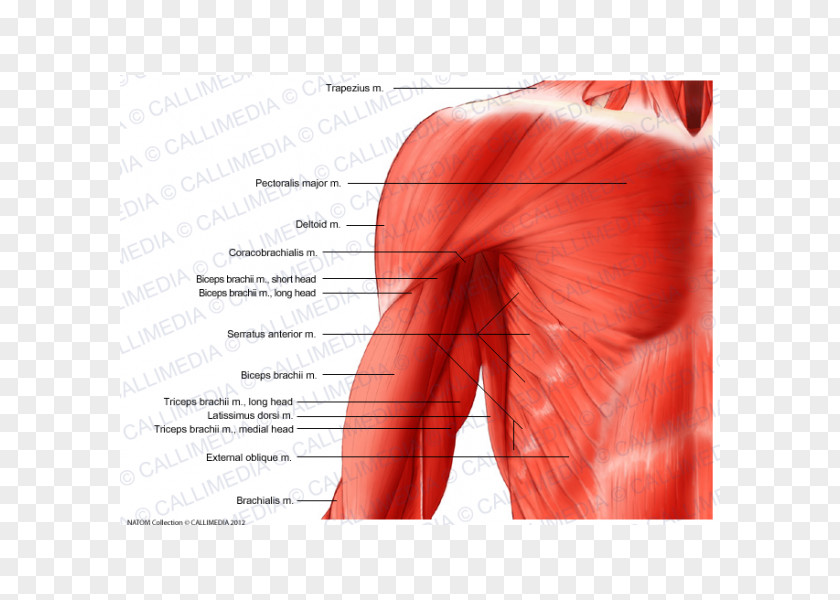 Arm Shoulder Muscle Human Body Coronal Plane PNG