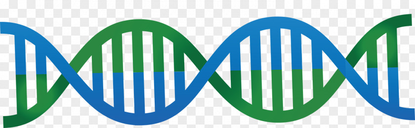 Blue And Green Cute DNA Vector Double Helix Graphics Nucleic Acid Euclidean PNG