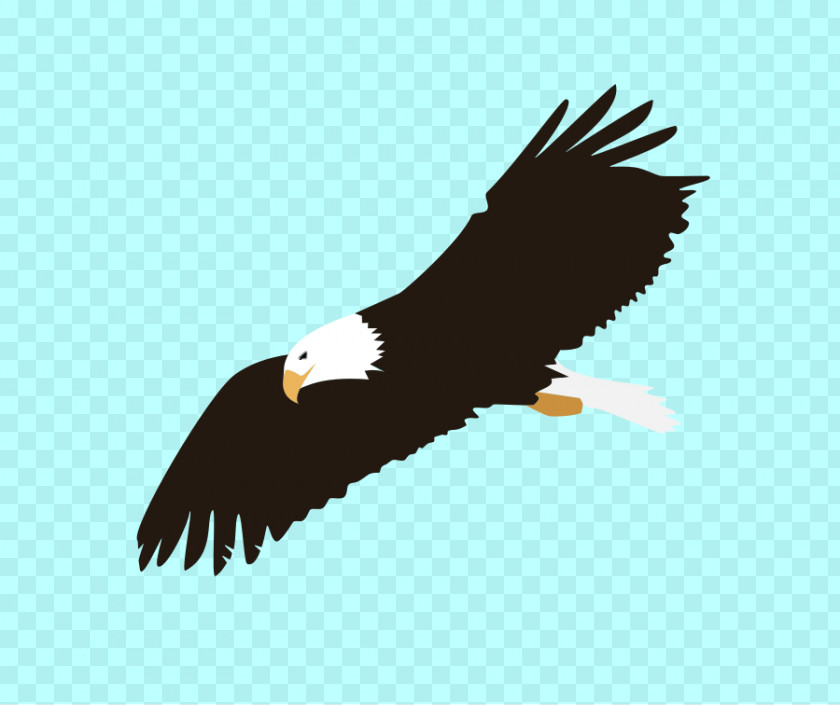 Free Hawk Clipart Bald Eagle Clip Art PNG