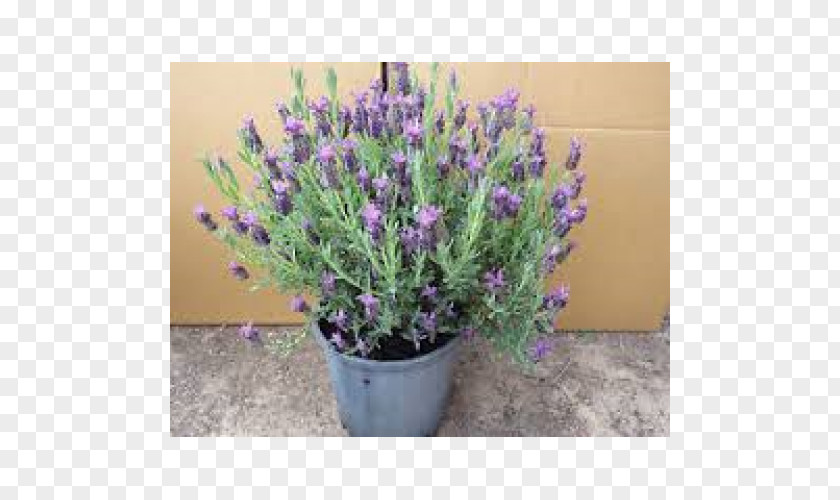 Lavender English French Lavandula Dentata Plant Shrub PNG