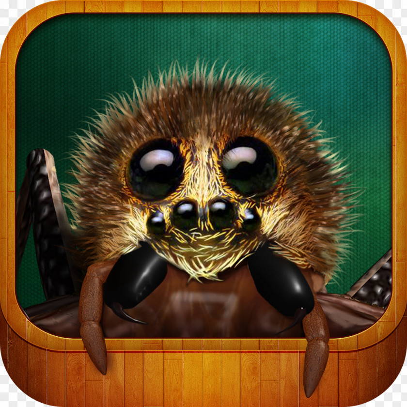 Apple Real Scary Spiders App Store IPhone Computer PNG