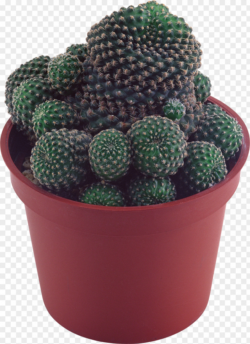 Cactus Image Mammillaria Clip Art PNG