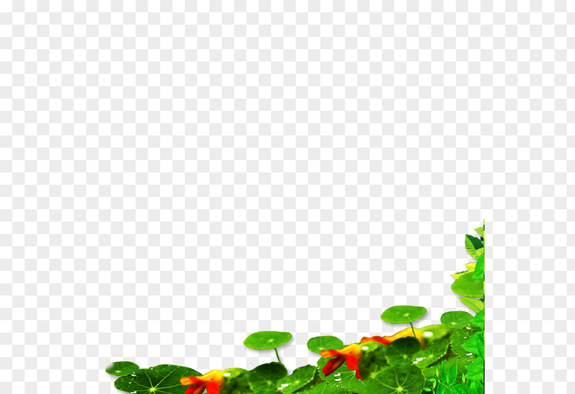 Lotus Leaf Green Petal Pattern PNG