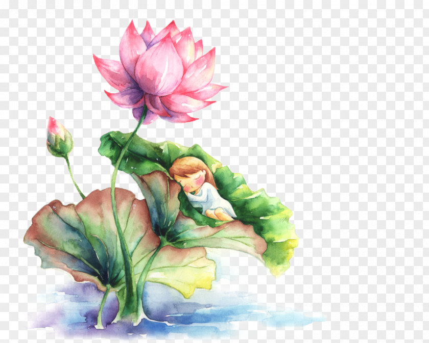 Painted Lotus Watercolor Painting Nelumbo Nucifera PNG