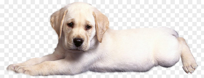 Sad Puppy Labrador Retriever Golden Dog Breed PNG