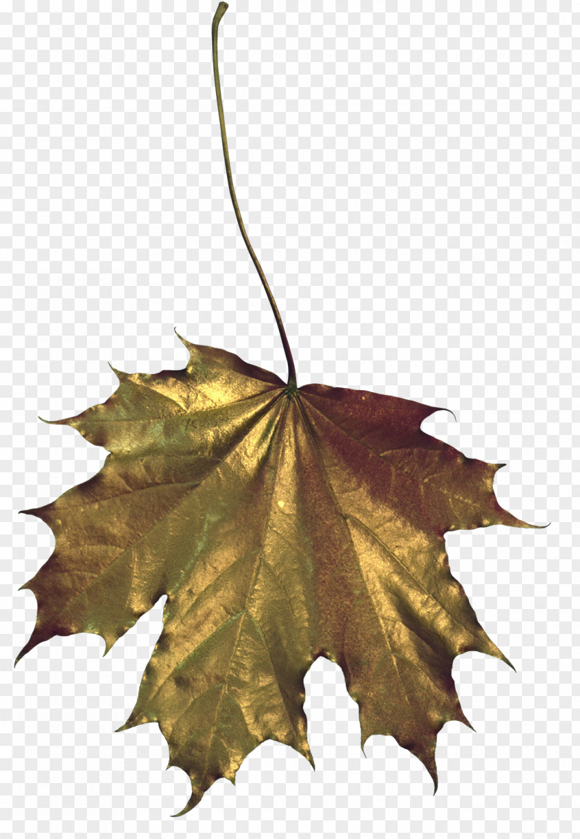 Golden Leaves Maple Leaf Drawing PNG