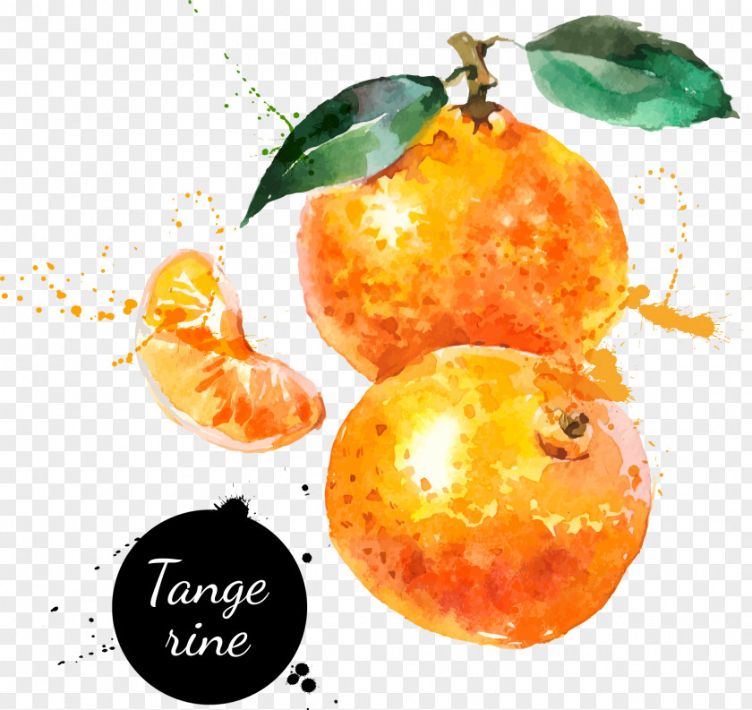 Hand-painted Watercolor Oranges Painting Drawing Tangerine PNG