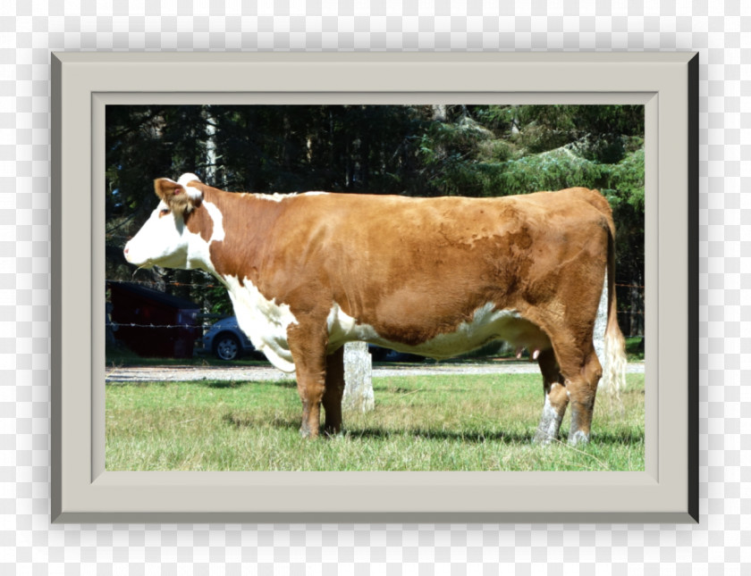 Herd Of Cows Calf Dairy Cattle PNG