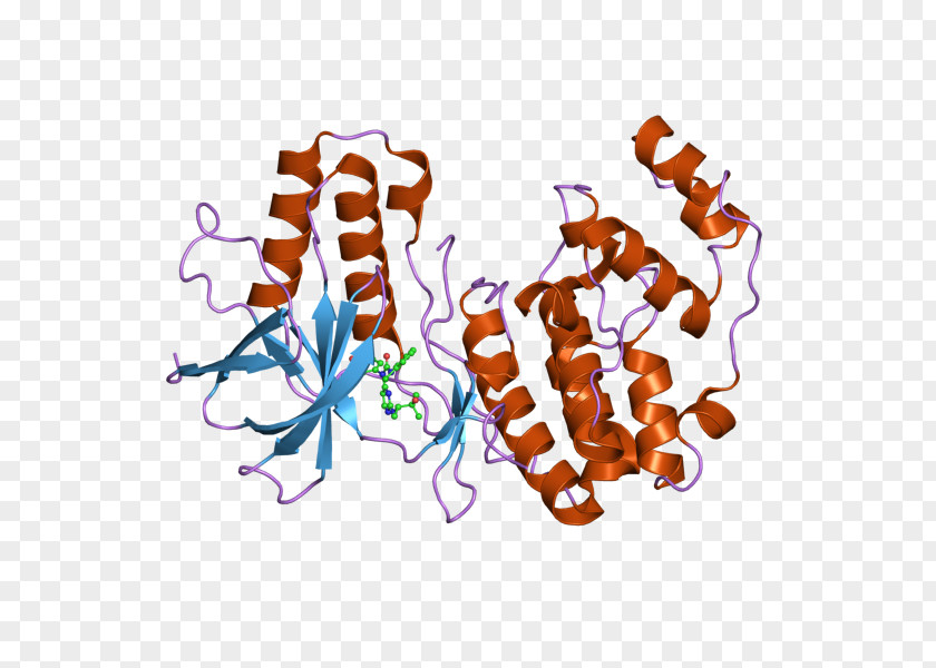 MAPK1 Mitogen-activated Protein Kinase PNG