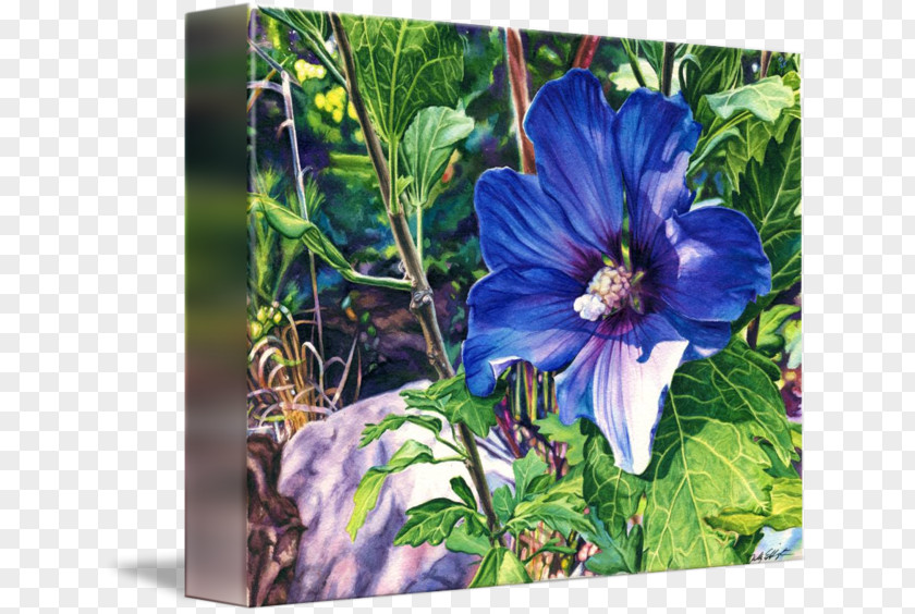 Rose Leslie Gallery Wrap Of Sharon Violet Flowering Plant PNG
