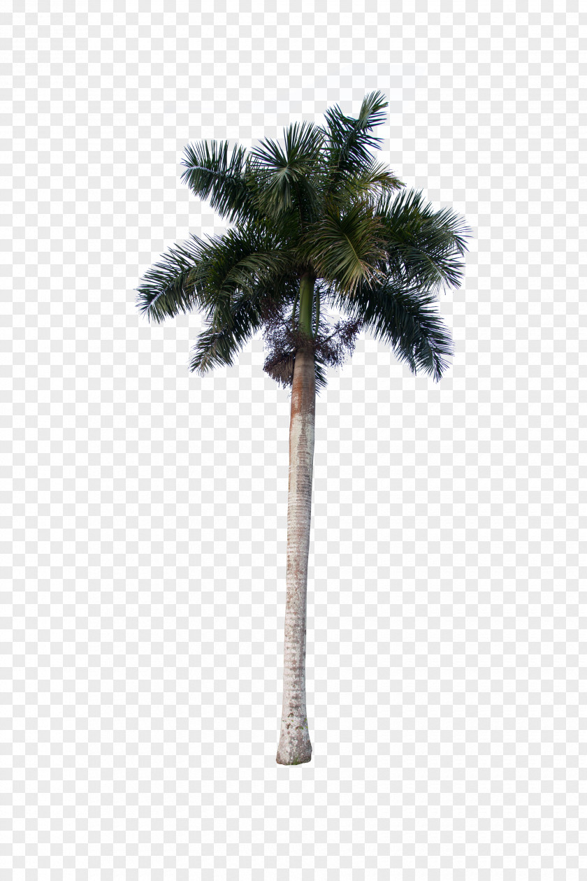 Asian Palmyra Palm Coconut Trees Date Oil Palms PNG