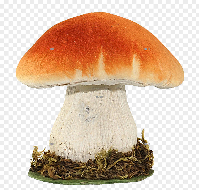 Fungus Amanita Muscaria Spore Edible Mushroom PNG