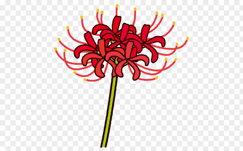Amaryllis Graphic Floral Design Illustration Text Flower Plants PNG