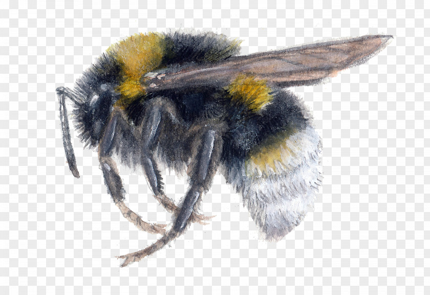 Bee Honey Bombus Vestalis Bumblebee Bohemicus PNG