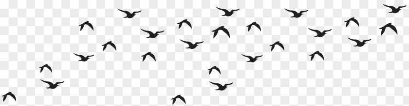 Flock Of Birds Bird Black And White Animal Migration Monochrome Photography PNG