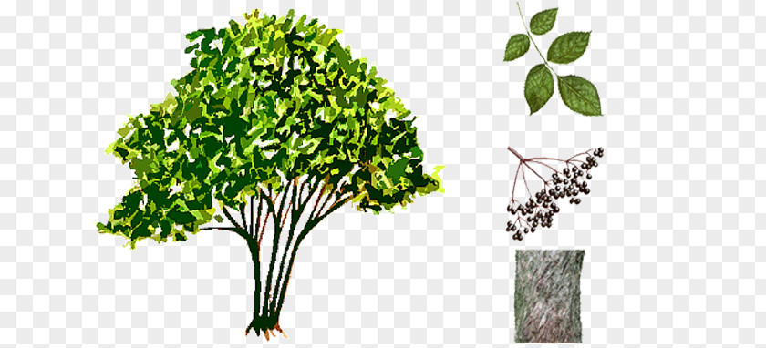 Sambucus Nigra Leaf Vegetable Herb Plant Stem Elder PNG