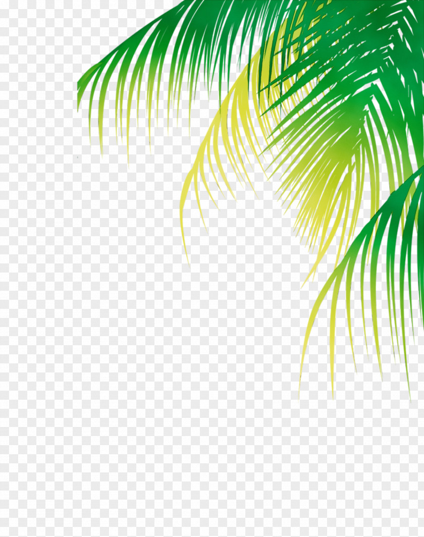 Vascular Plant Sunlight Palm Tree Background PNG
