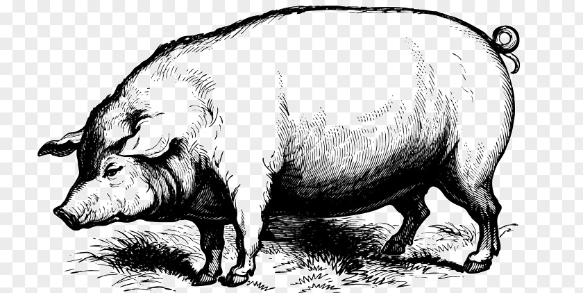 Bbq Pig Domestic Drawing PNG