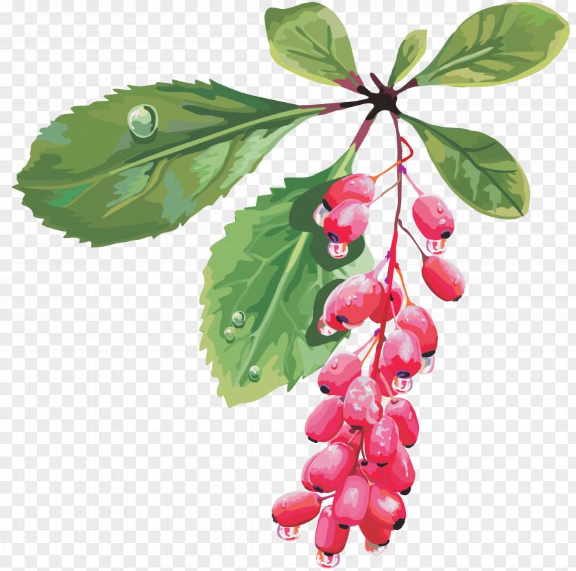 Berries Barberry Fruit Cherry Red Mulberry PNG