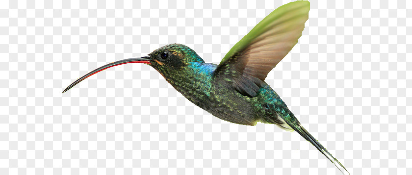 Bird Hummingbird Lossless Compression PNG
