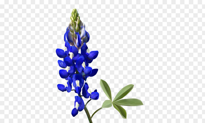 Bluebonnets Texas Bluebonnet PNG