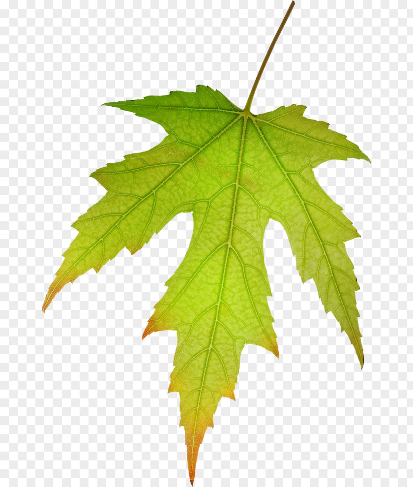 Leaves Of Trees Maple Leaf Green Red PNG