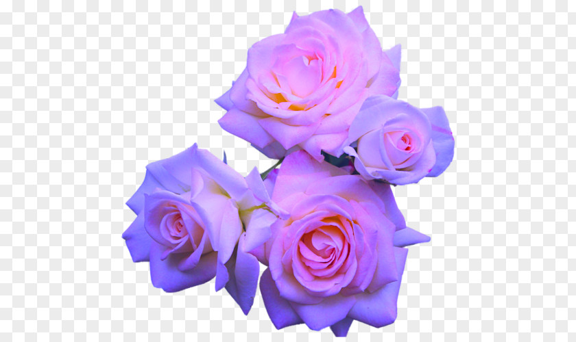 Pastel Flowers Rose Flower Purple Pink PNG