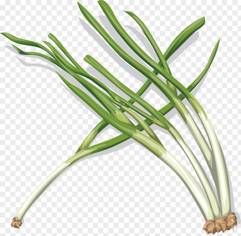 Vector Onion Vegetable Clip Art PNG