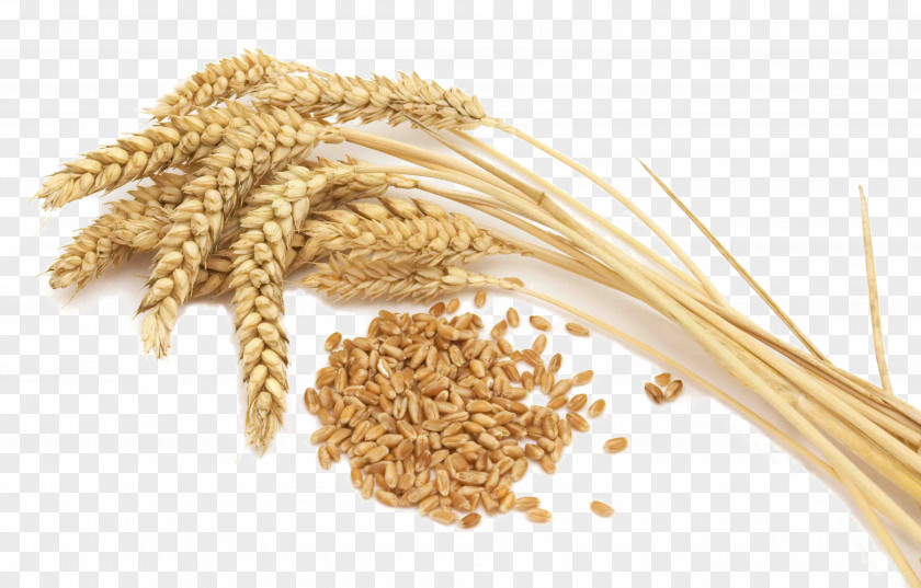 Barley Khorasan Wheat Whole Grain Cereal Gluten PNG