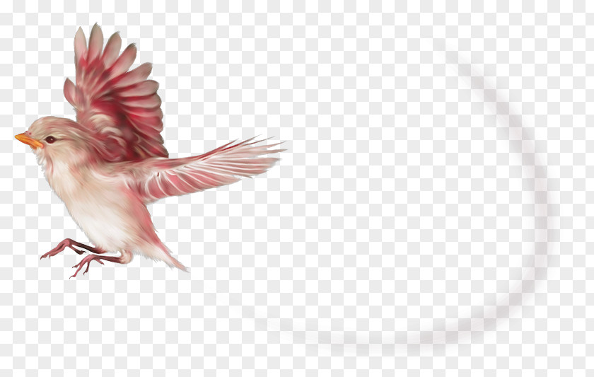 Bird Beak Clip Art Image PNG